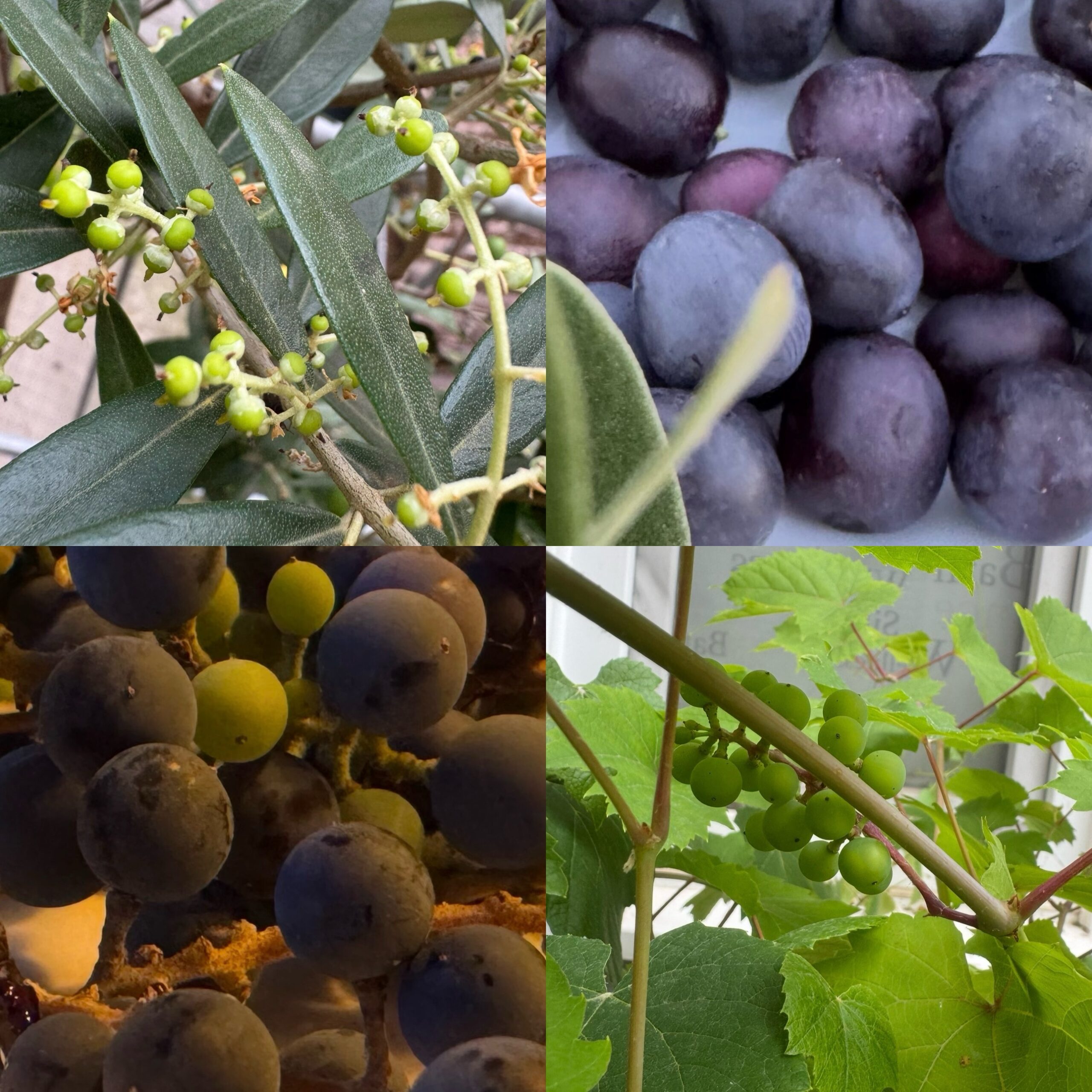 Los Frutos 🫒 🍇 de la Acción